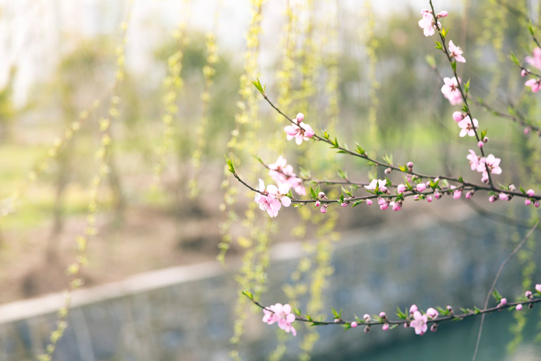 人间四月芳菲尽，山寺桃花始盛开（10首四月天诗词）