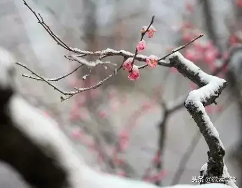 关于小寒著名的古诗词（优美的十首小寒时节古诗词）