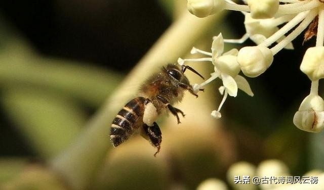 精选立冬优美诗句（细雨寒风，落木萧萧）