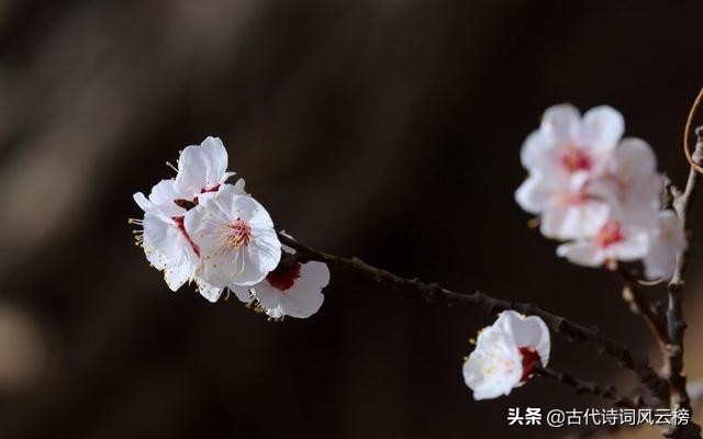 精选立冬优美诗句（细雨寒风，落木萧萧）