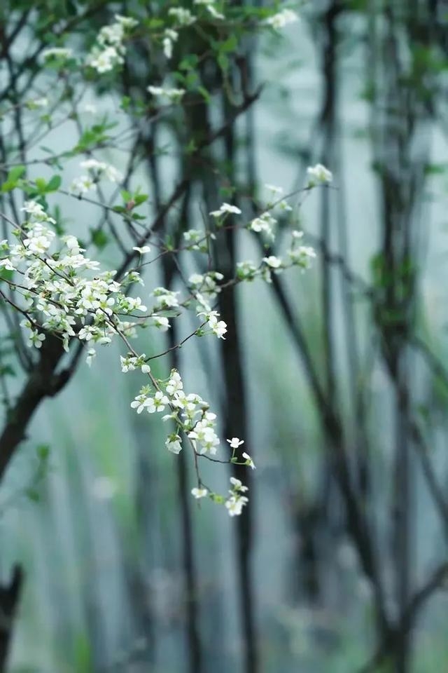 清明节的古诗佳句（清明节古诗词6首）