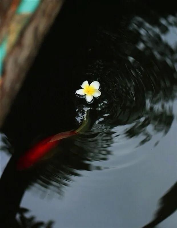 清明节的古诗佳句（清明节古诗词6首）