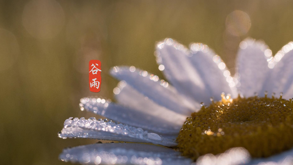 谷雨经典诗词节气的诗句（有关谷雨的诗词）