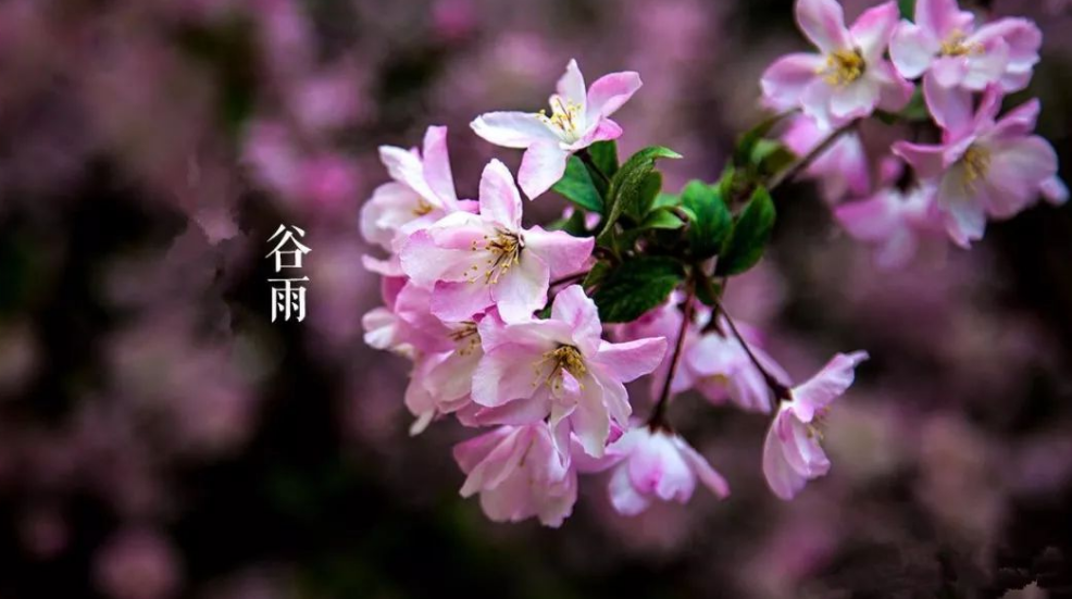 谷雨经典诗词节气的诗句（有关谷雨的诗词）