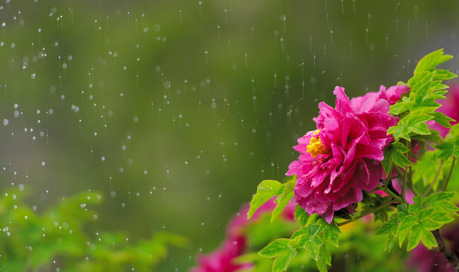 谷雨经典诗词节气的诗句（有关谷雨的诗词）