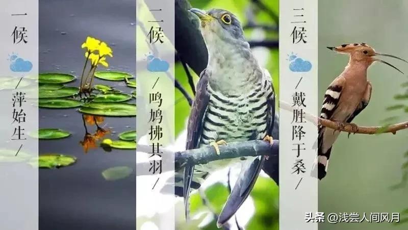 雨生百谷暮春至，芳华再启初夏时（谷雨节气古诗词）