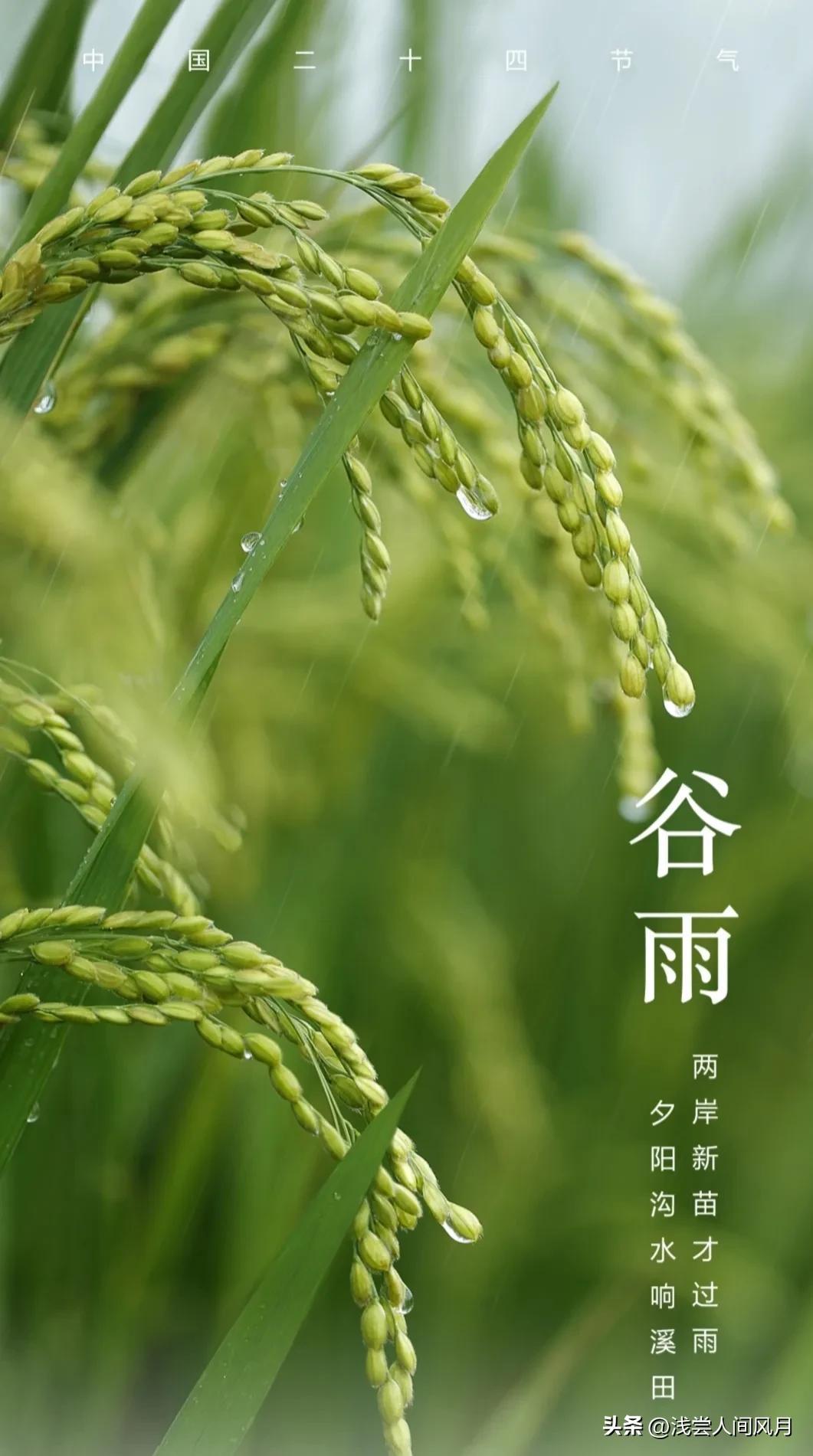 雨生百谷暮春至，芳华再启初夏时（谷雨节气古诗词）