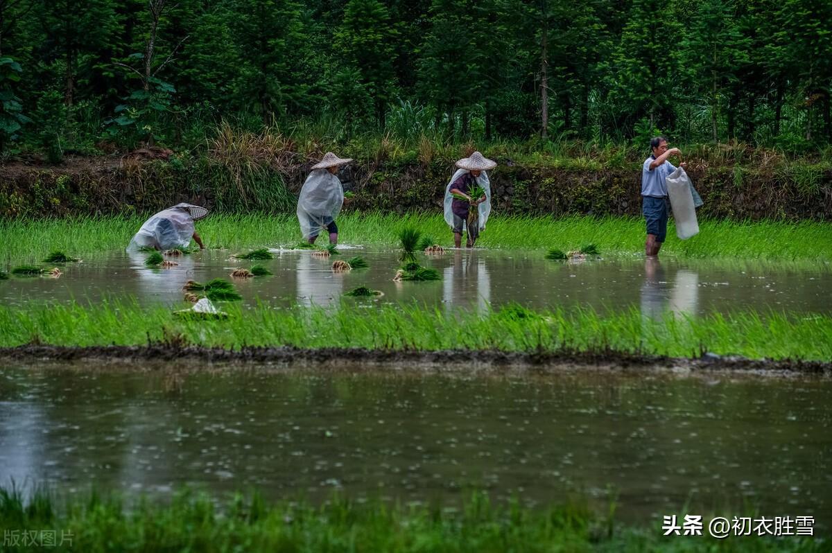 谷雨催耕水拍田，东皋谷雨满春田（谷雨节气美诗七首）