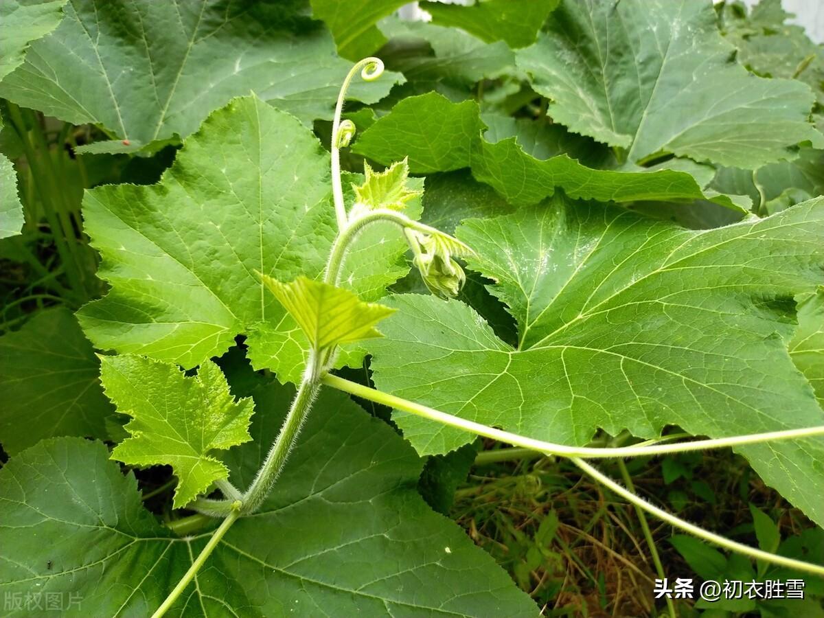 谷雨催耕水拍田，东皋谷雨满春田（谷雨节气美诗七首）