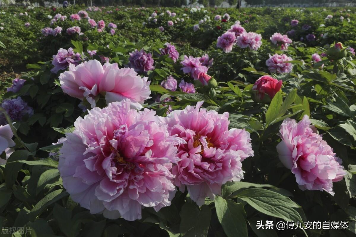 谷雨春光晓，山川黛色青（5首优美谷雨诗词）