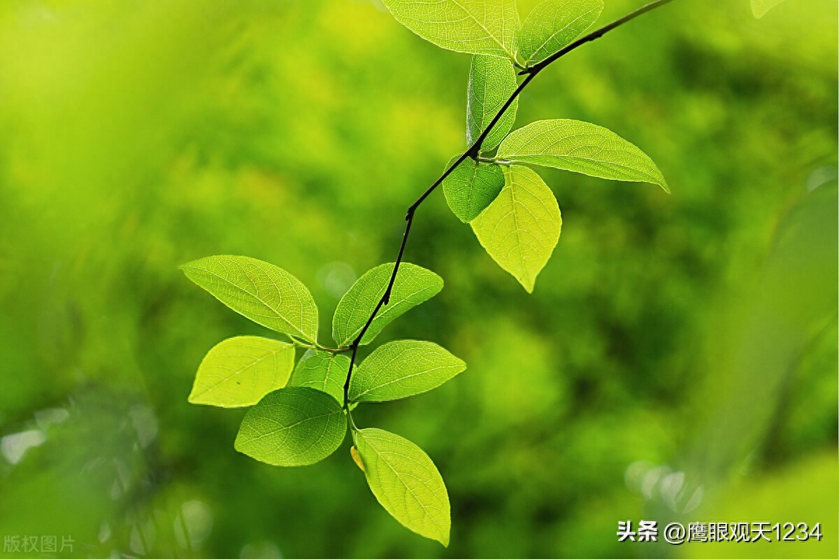 谷雨经典诗词古句鉴赏（谷雨唯美诗词精选）