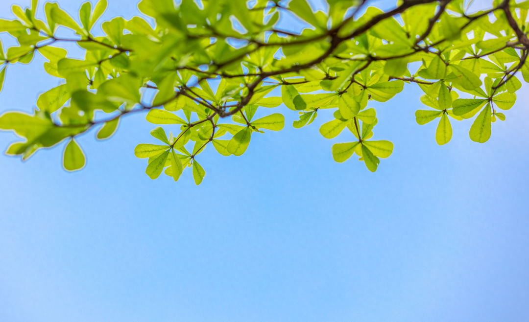 赞美立夏的唯美诗句（10首立夏诗词）