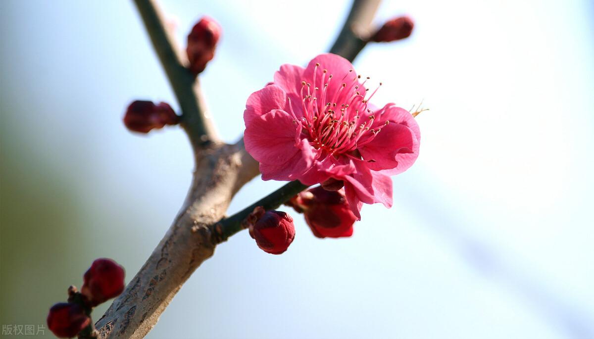 微雨众卉新，一雷惊蛰始（6首惊蛰诗词经典）