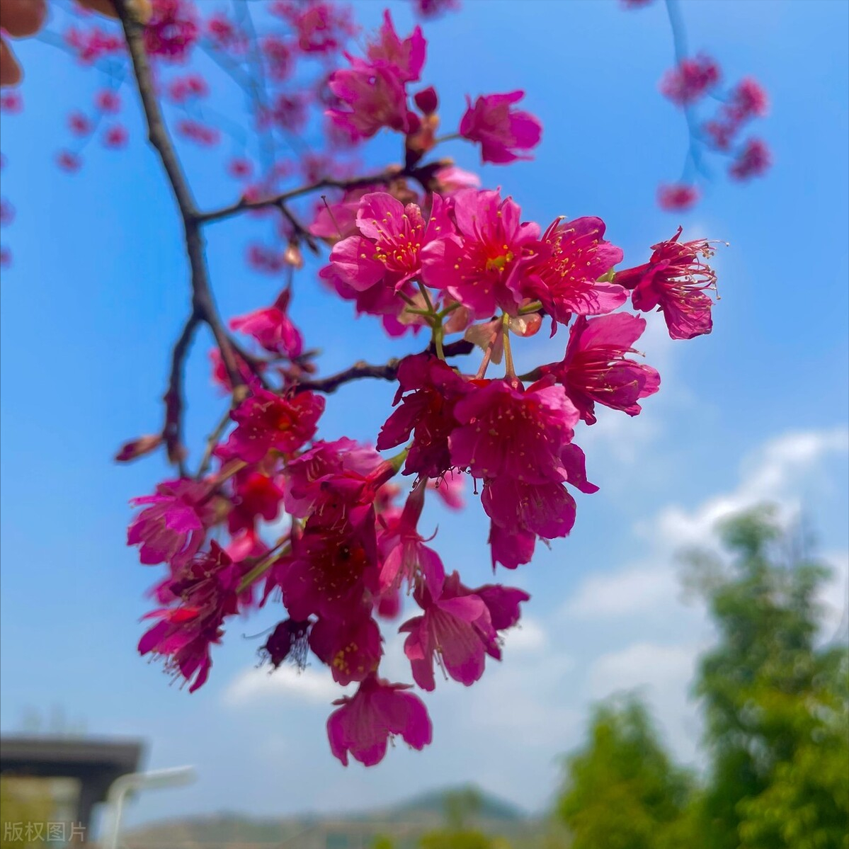 微雨众卉新，一雷惊蛰始（6首惊蛰诗词经典）