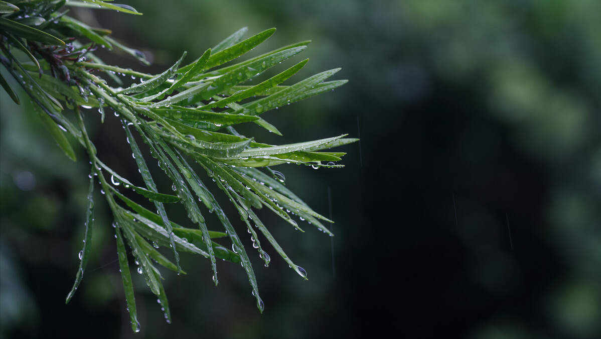 小楼一夜听春雨，深巷明朝卖杏花（唯美的11首春雨诗词）