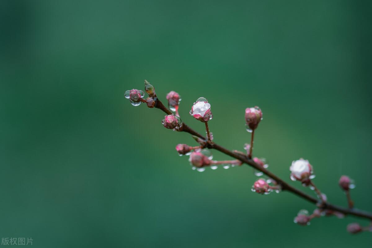 小楼一夜听春雨，深巷明朝卖杏花（唯美的11首春雨诗词）