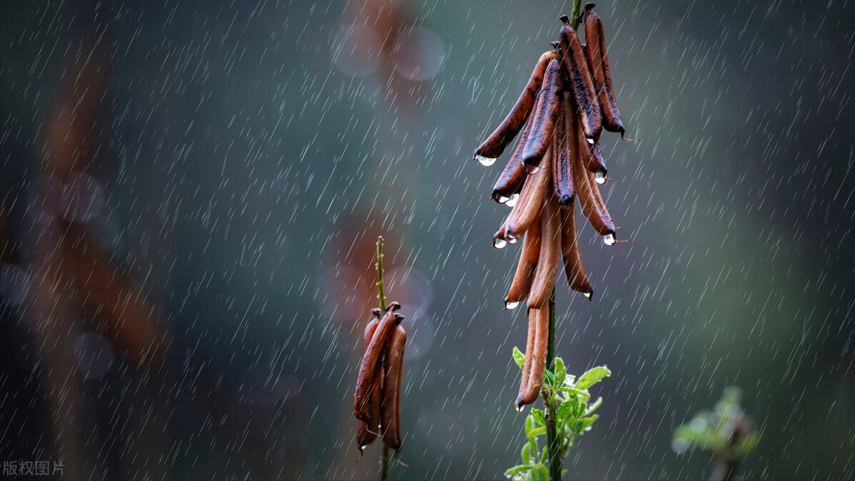 小楼一夜听春雨，深巷明朝卖杏花（唯美的11首春雨诗词）