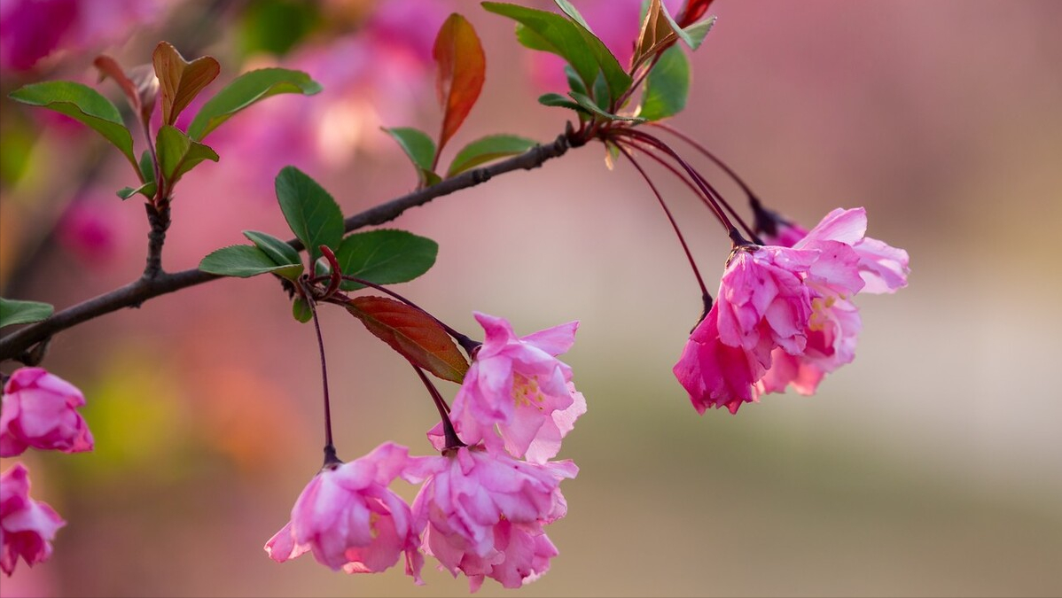 只恐夜深花睡去，故烧高烛照红妆（6首唯美的海棠诗词）