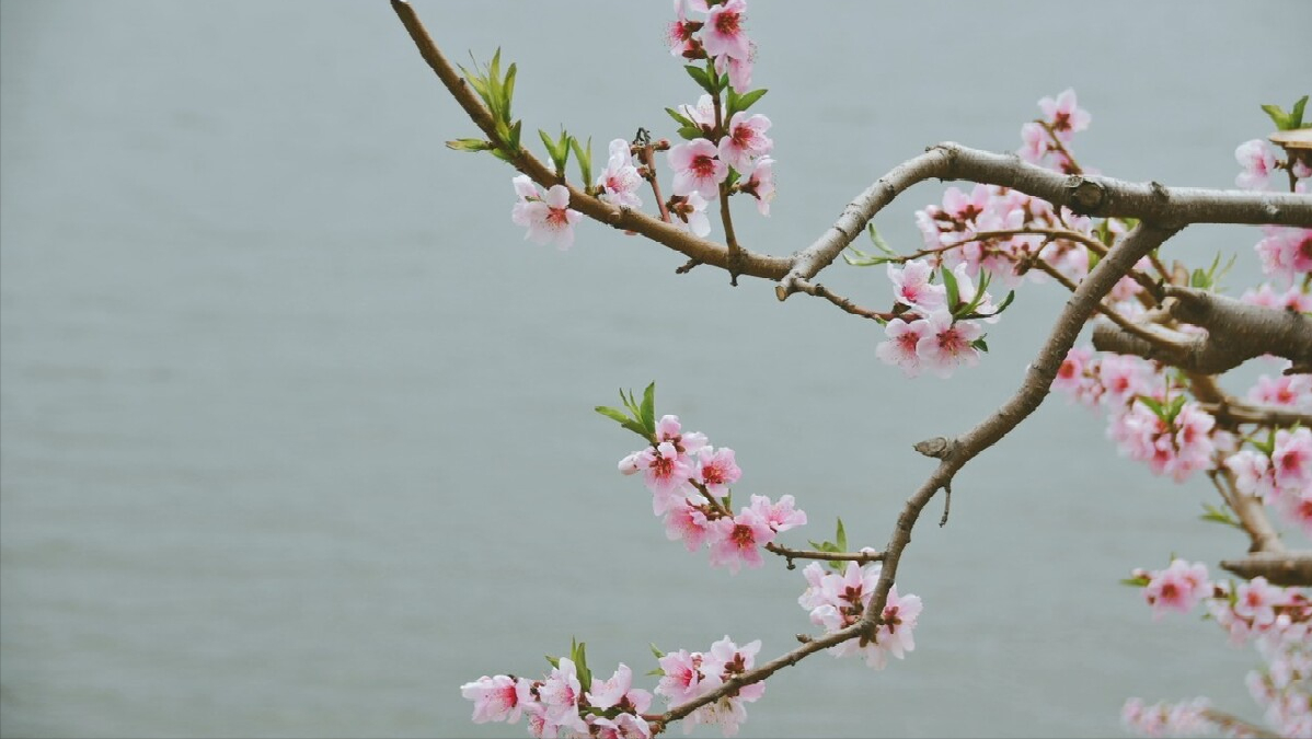 桃花一簇开无主，可爱深红爱浅红（分享10首桃花诗词）