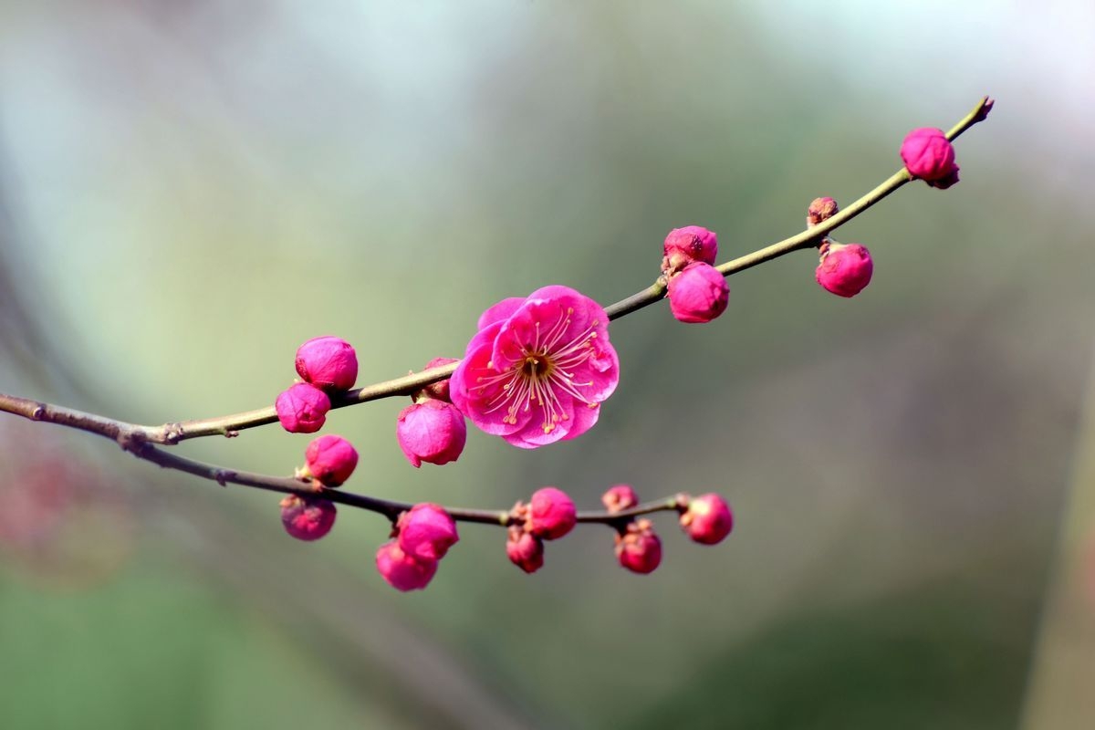 风吹雨洗，春物自芳菲（10首诗词里的三月花 ）