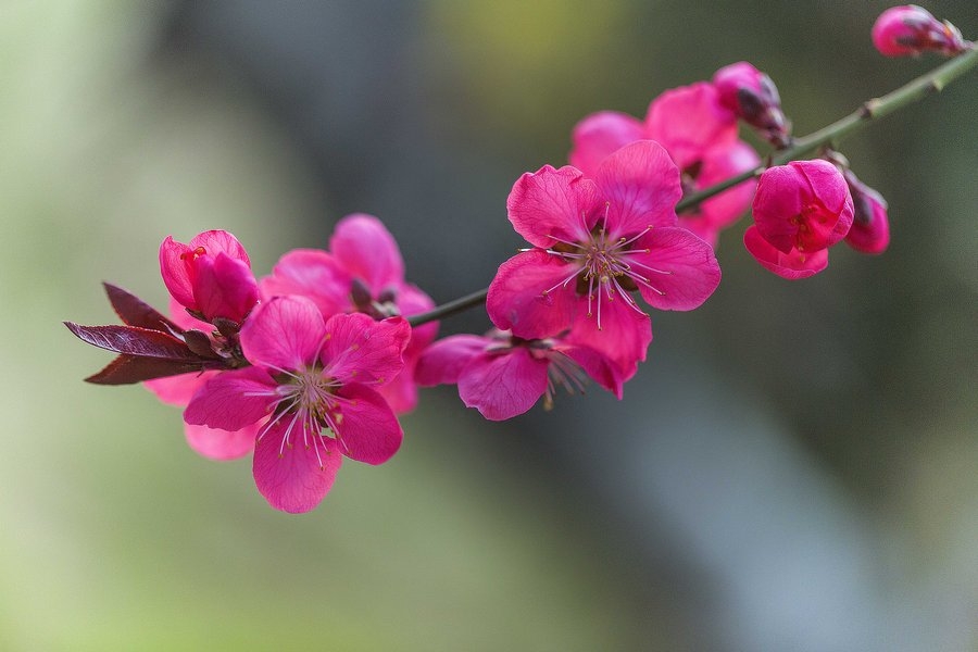 细雨鱼儿出，微风燕子斜（杜甫的春天唯美古诗词）