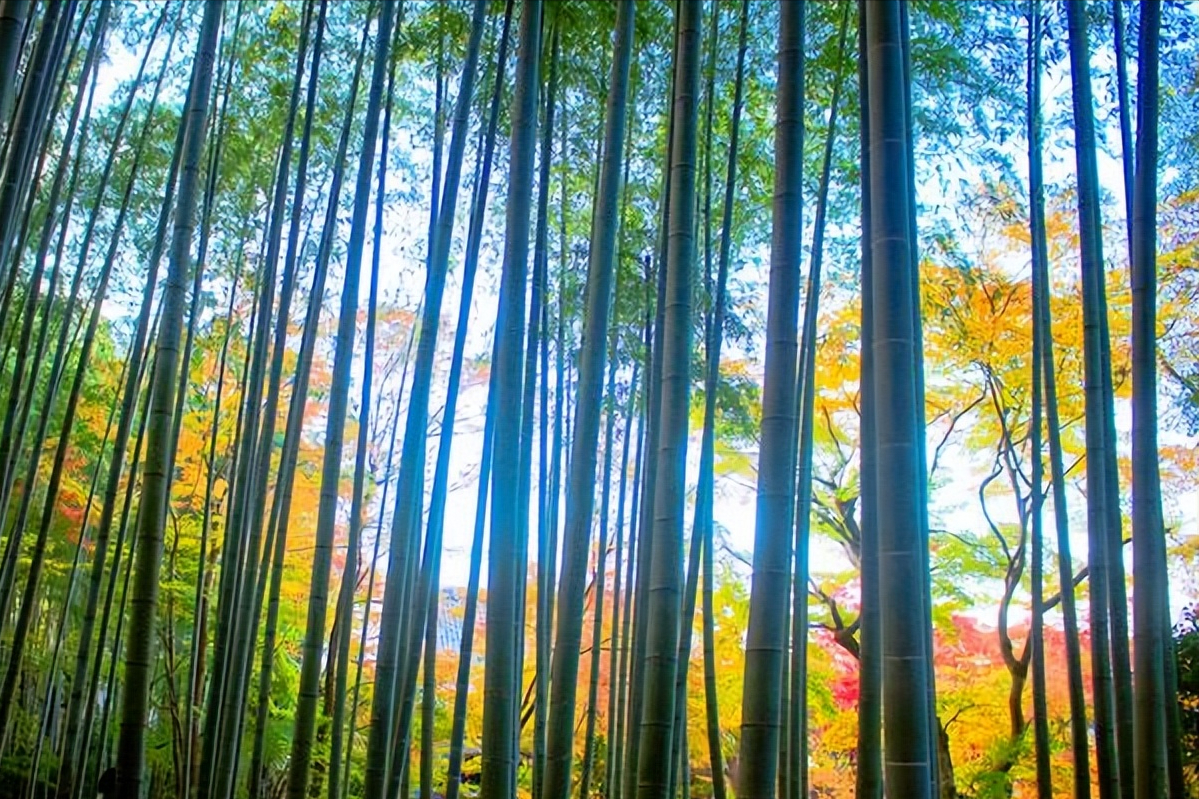 空山新雨，松间明月（10首古诗词中的初秋）