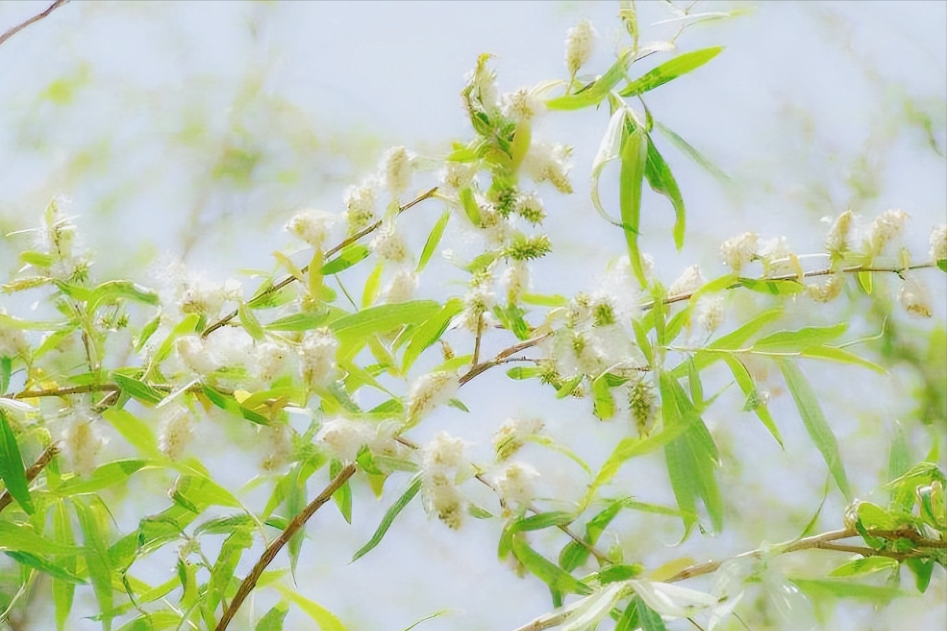 情似游丝，人如飞絮（11首唯美柳絮诗词）