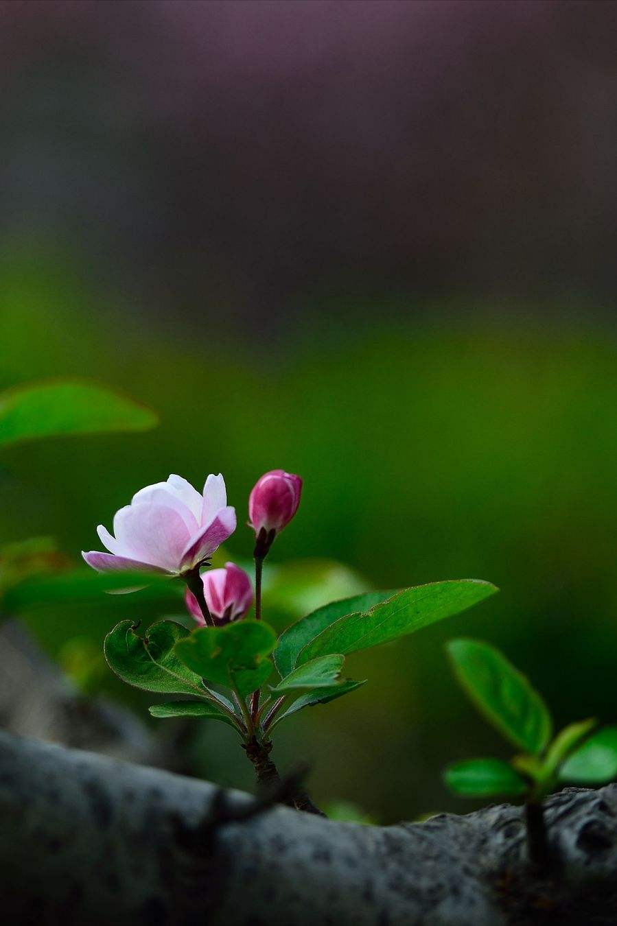 海棠花优美诗词有哪些（海棠花优美的千古名句）