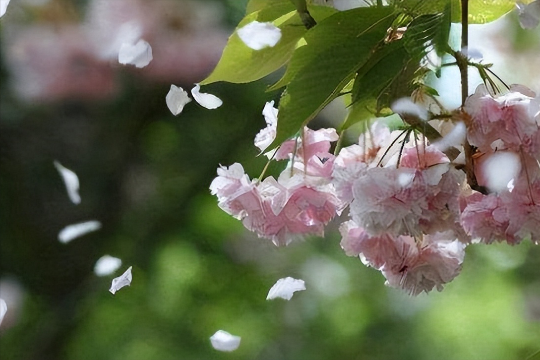 关于落花的22首经典七言绝句（一念随风，一世更迭）