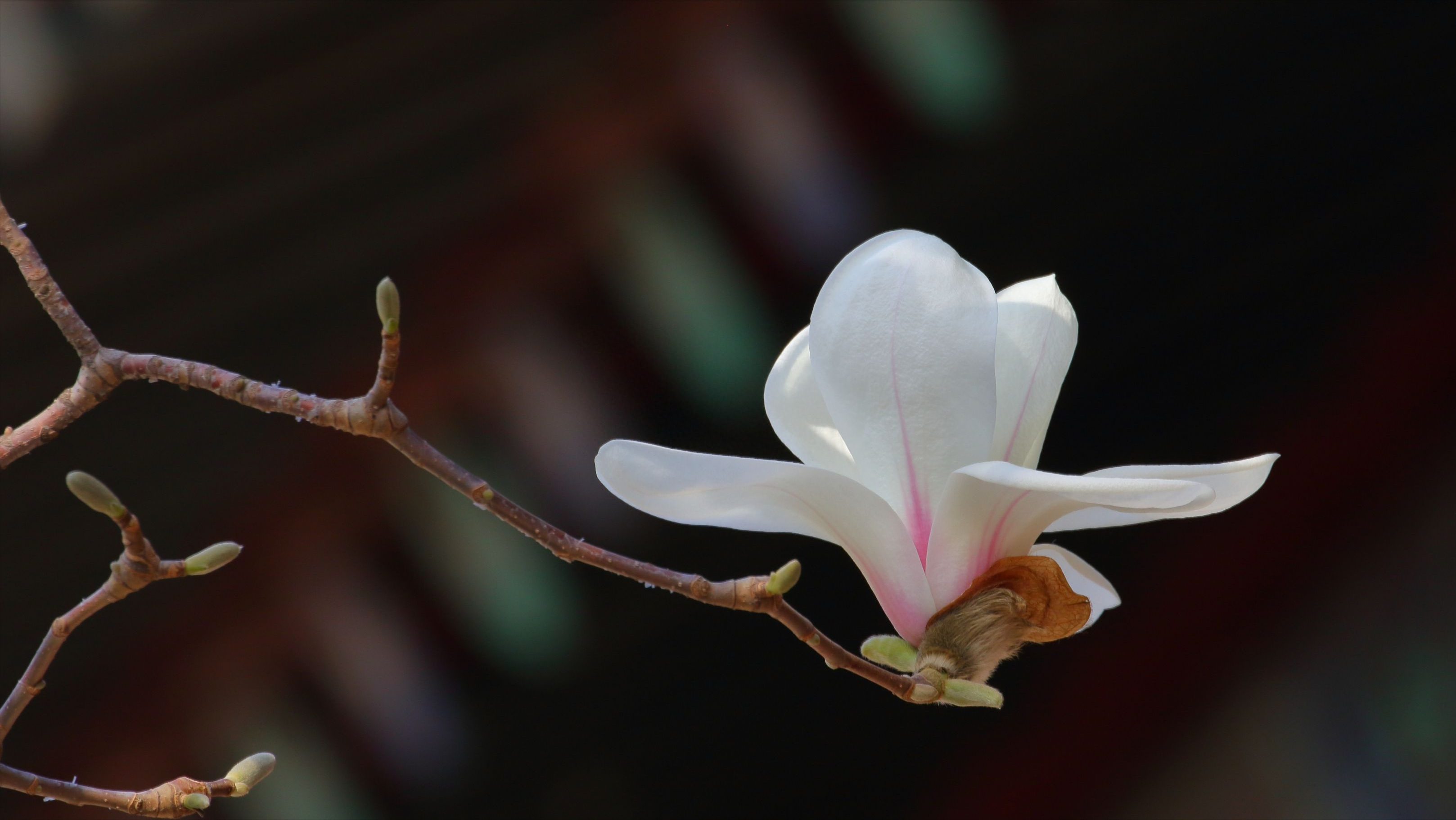 看霓裳片片，赏束素亭亭（10首优美玉兰花诗词）