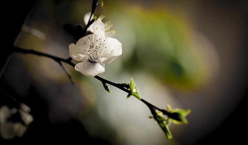 赞美杏花唯美的诗词（风过江南，春意阑珊）