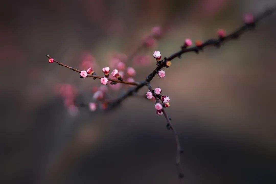 赞美杏花唯美的诗词（风过江南，春意阑珊）