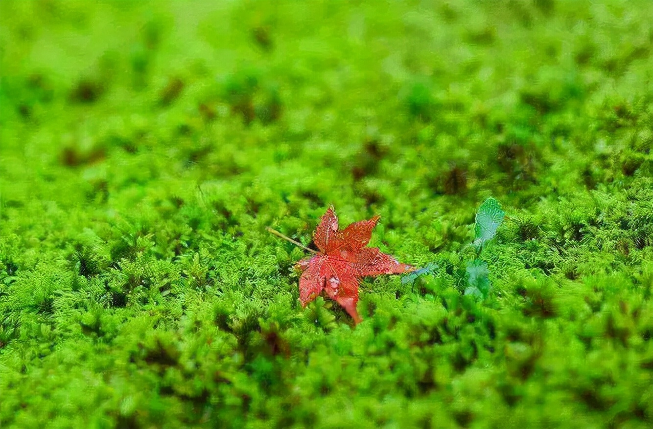 性灵诗人袁枚的9首诗词（清新灵动，锦心罗万象）