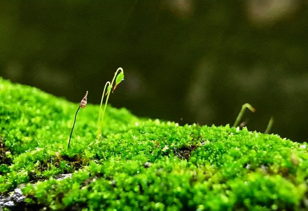 性灵诗人袁枚的9首诗词（清新灵动，锦心罗万象）