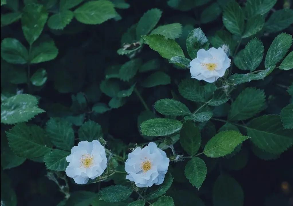 蔷薇花六首古诗词（蔷薇花唯美诗词意境）