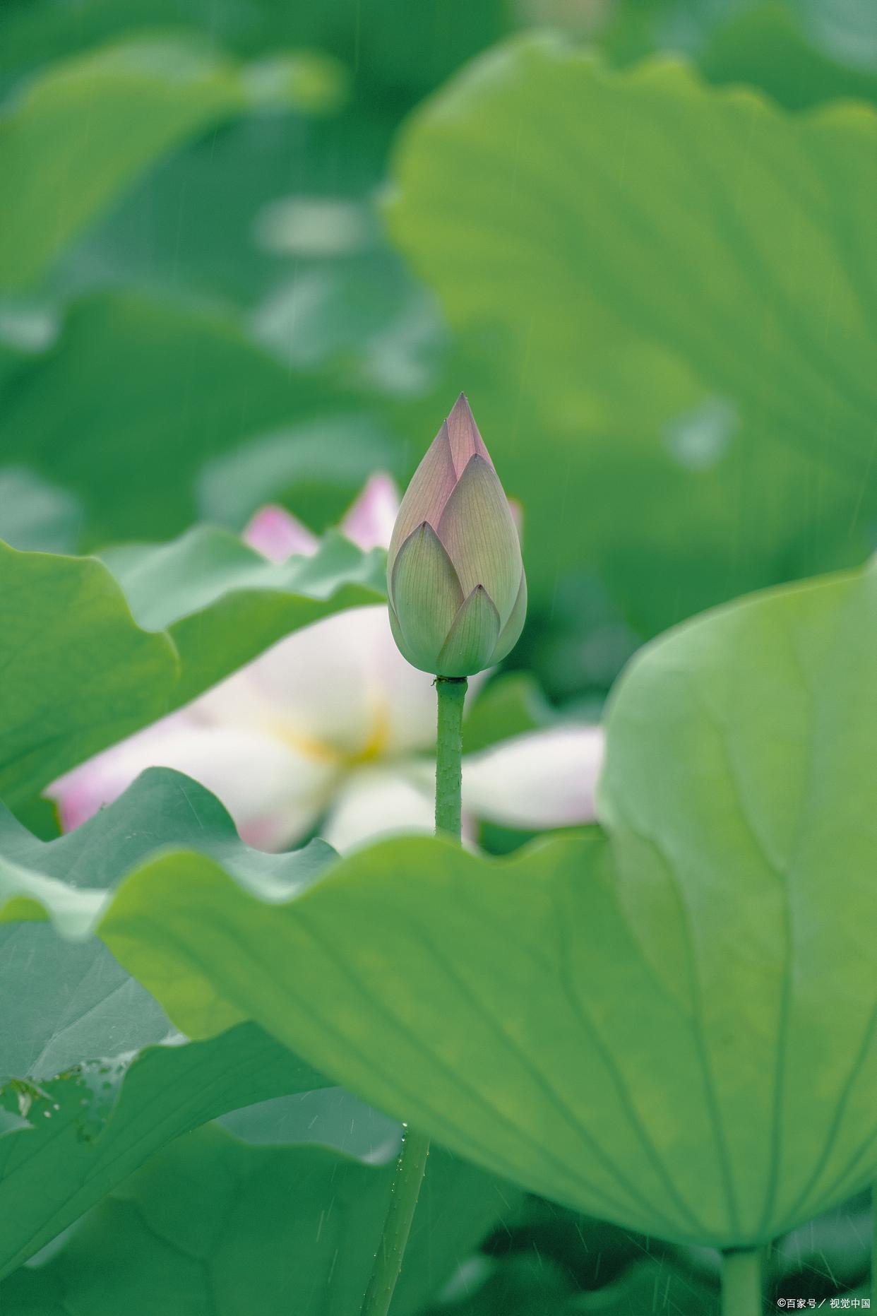 李清照荷花古诗词（十首优美荷花古诗词）