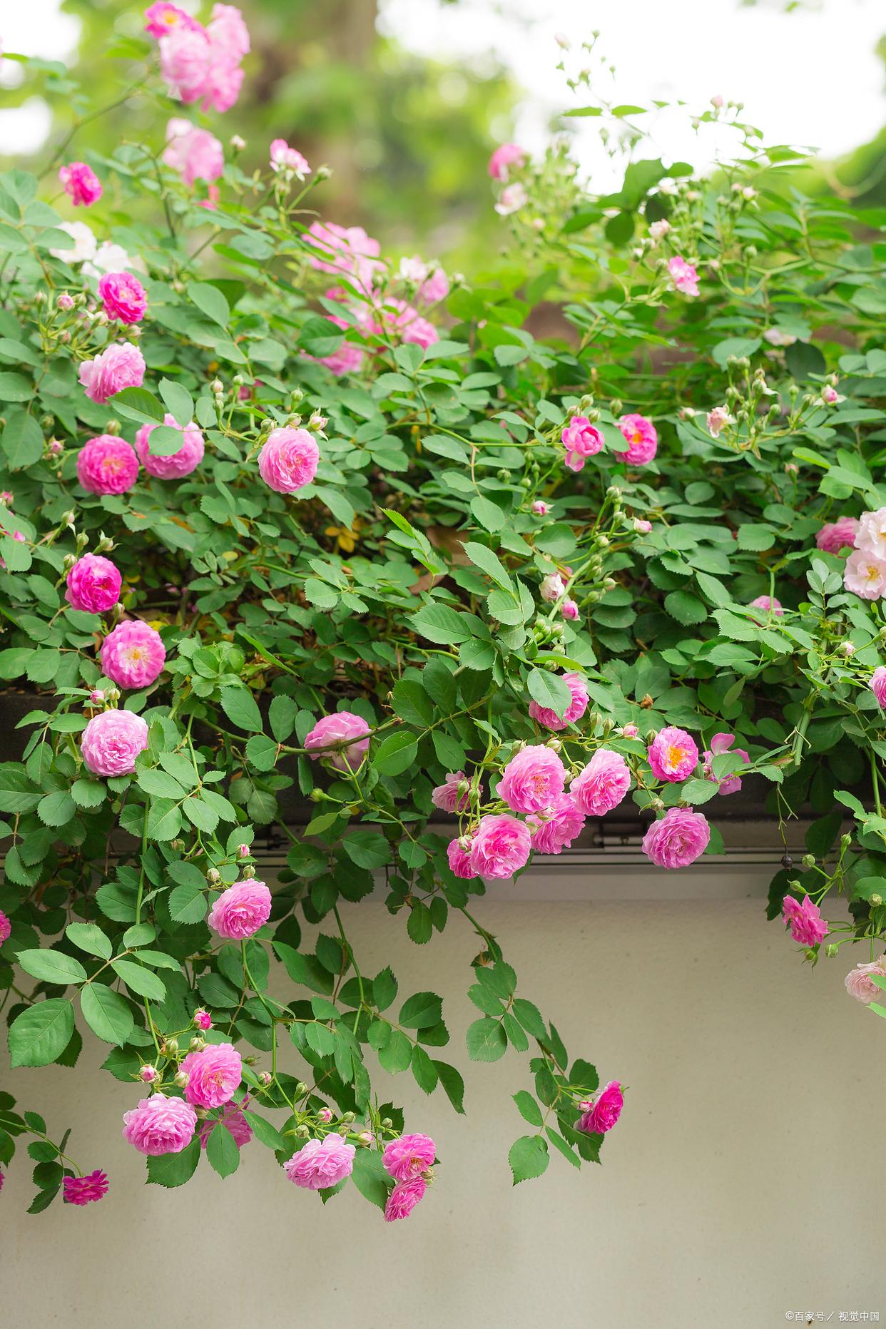 蔷薇花满架，不语也倾城（十首极美蔷薇古诗）