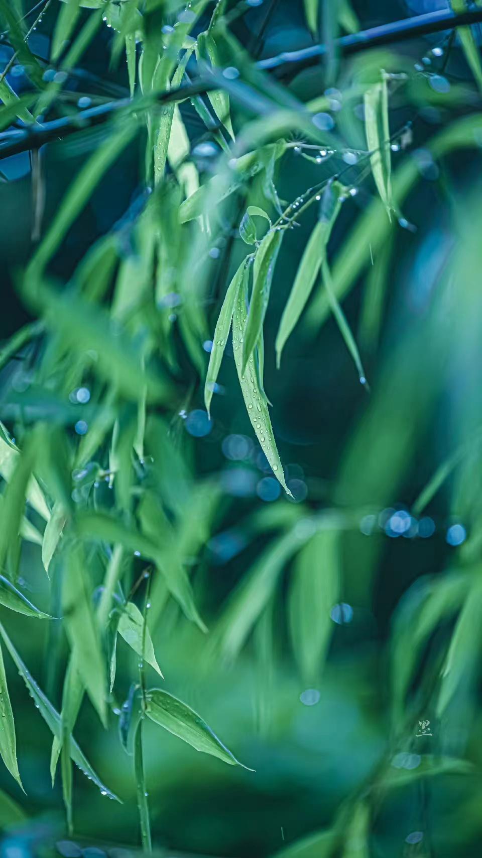 孟浩然清凉的一首夏日诗（竹露荷风，悠然见欢喜）