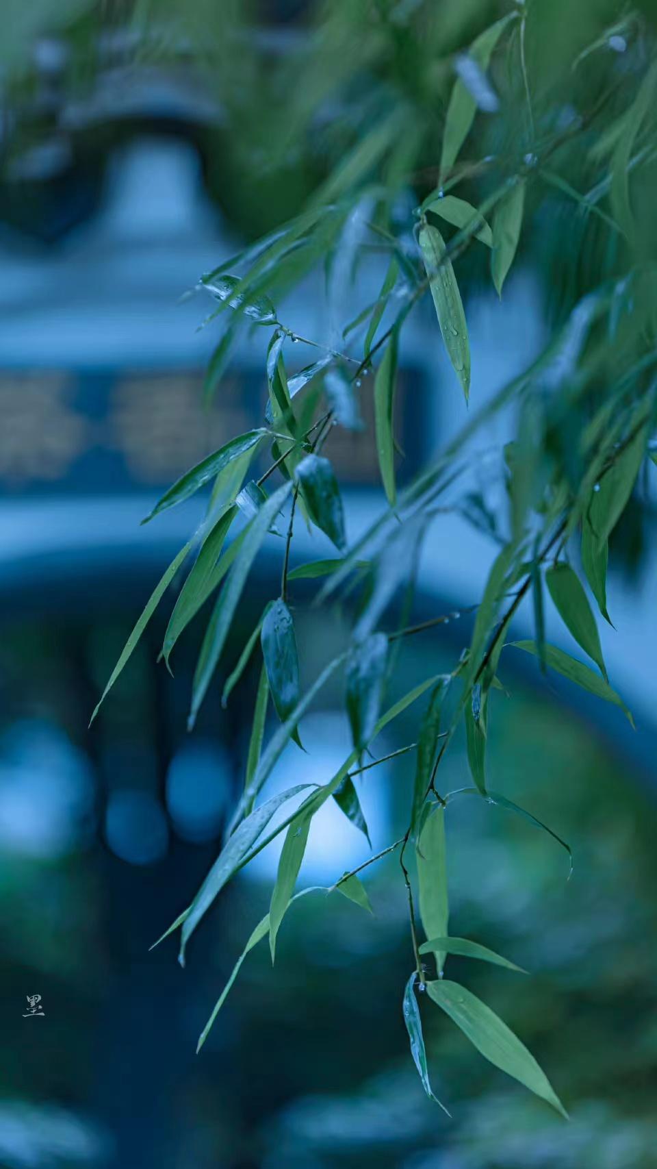 孟浩然清凉的一首夏日诗（竹露荷风，悠然见欢喜）