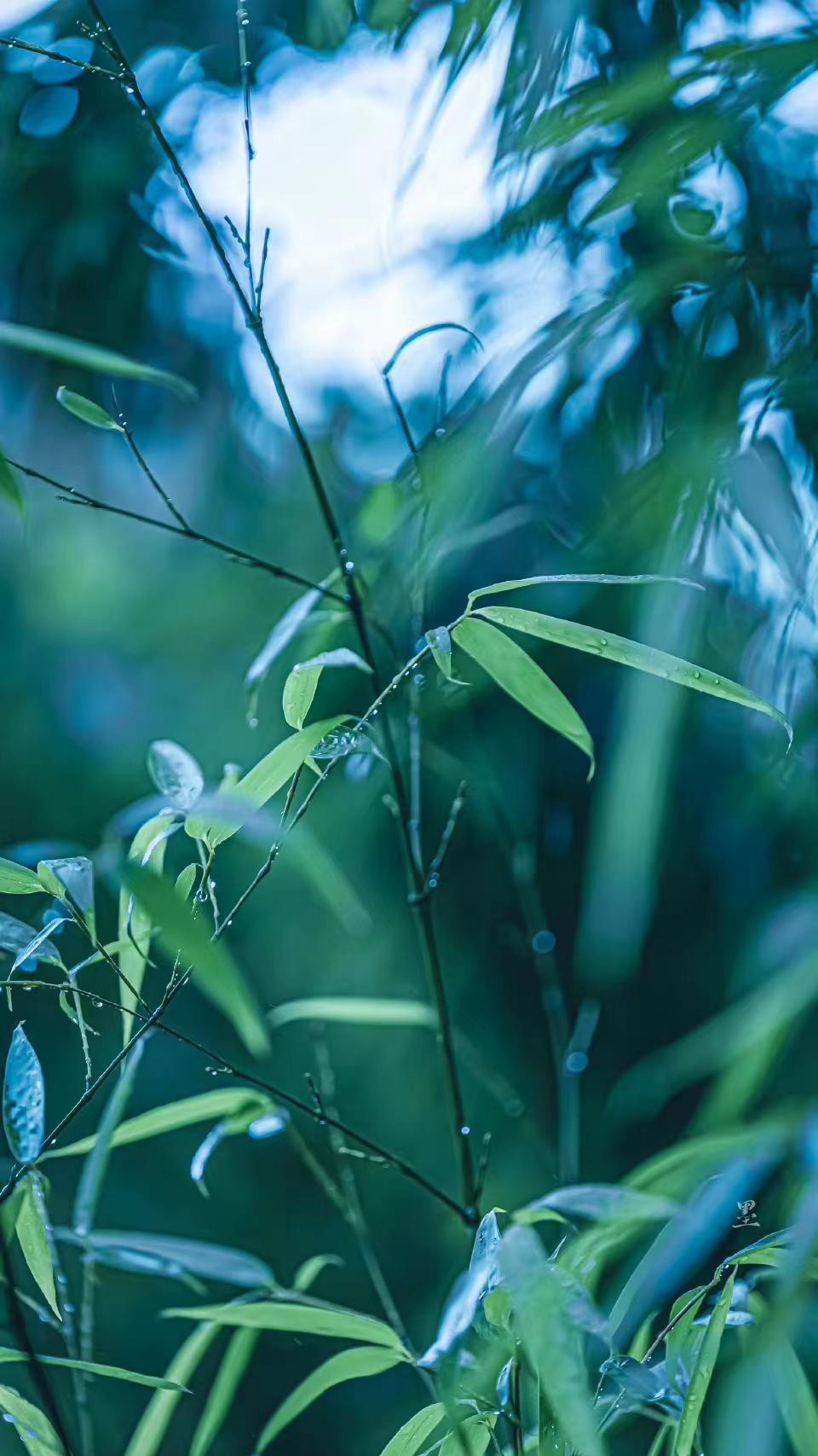 孟浩然清凉的一首夏日诗（竹露荷风，悠然见欢喜）