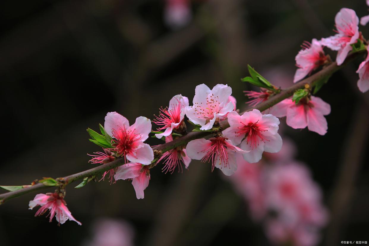 春色如画，灼灼其华（12首优美桃花古诗）