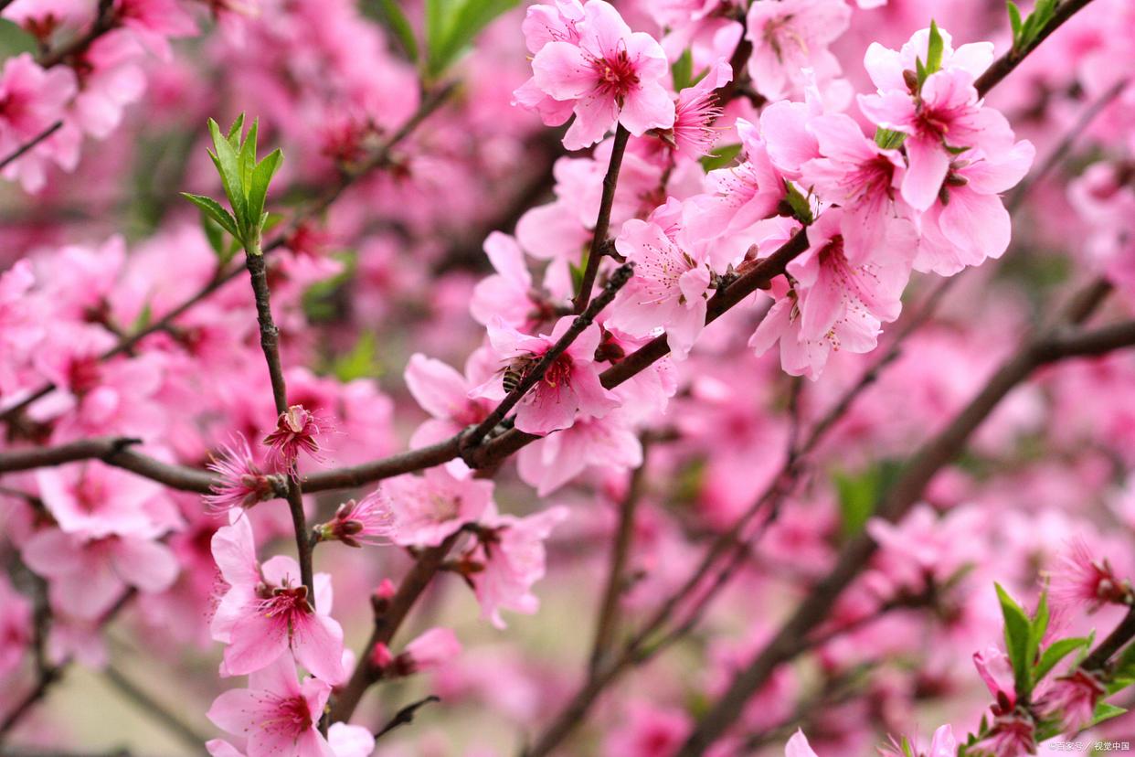 春色如画，灼灼其华（12首优美桃花古诗）