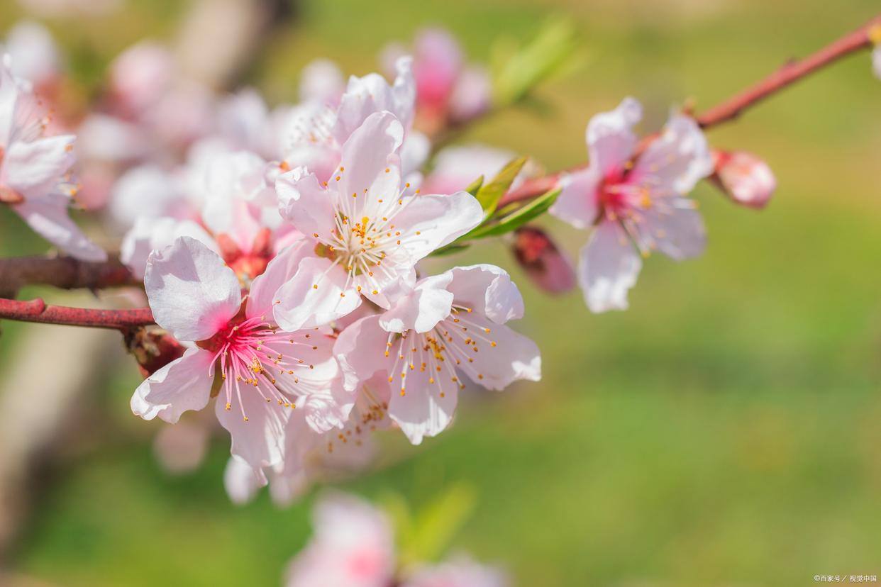 春色如画，灼灼其华（12首优美桃花古诗）