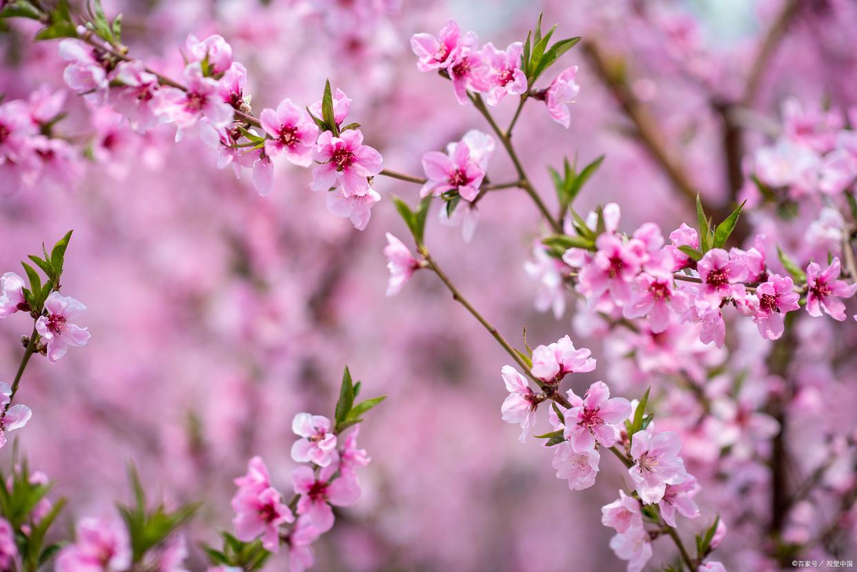 春色如画，灼灼其华（12首优美桃花古诗）