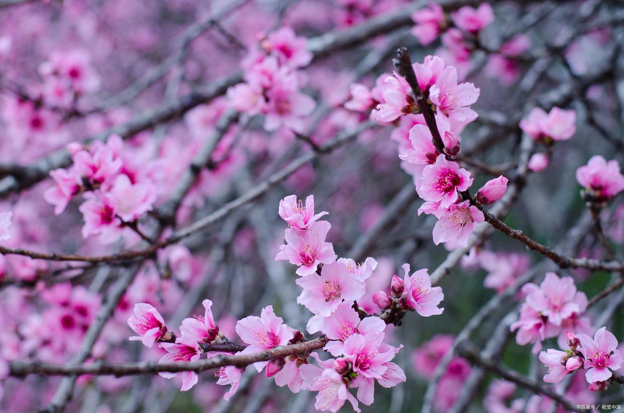 春色如画，灼灼其华（12首优美桃花古诗）