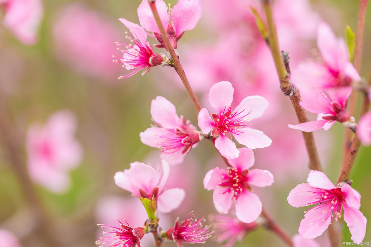 春色如画，灼灼其华（12首优美桃花古诗）