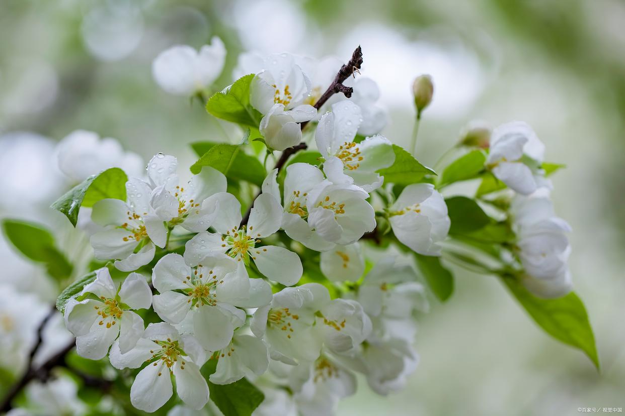 赞美梨花的诗词名句（梨花开时春带雨，梨花落时春入泥）