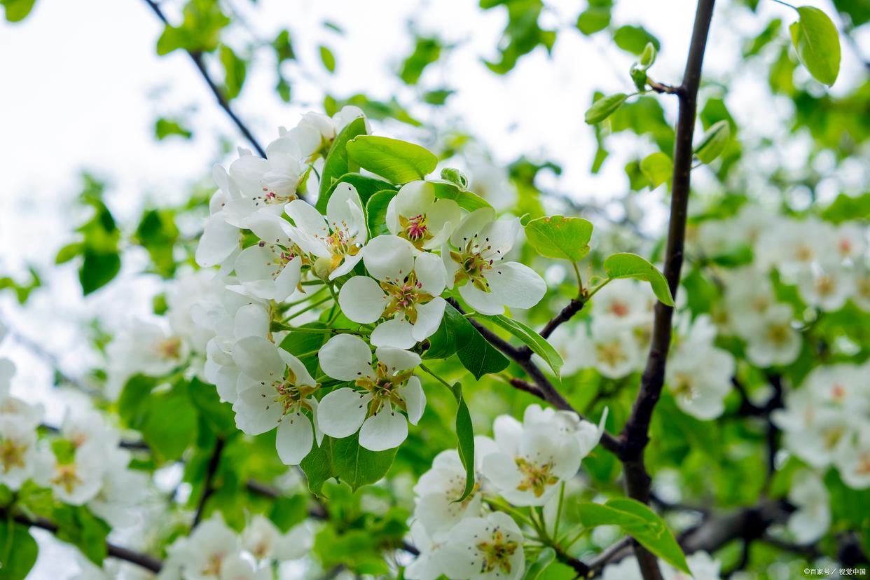 赞美梨花的诗词名句（梨花开时春带雨，梨花落时春入泥）