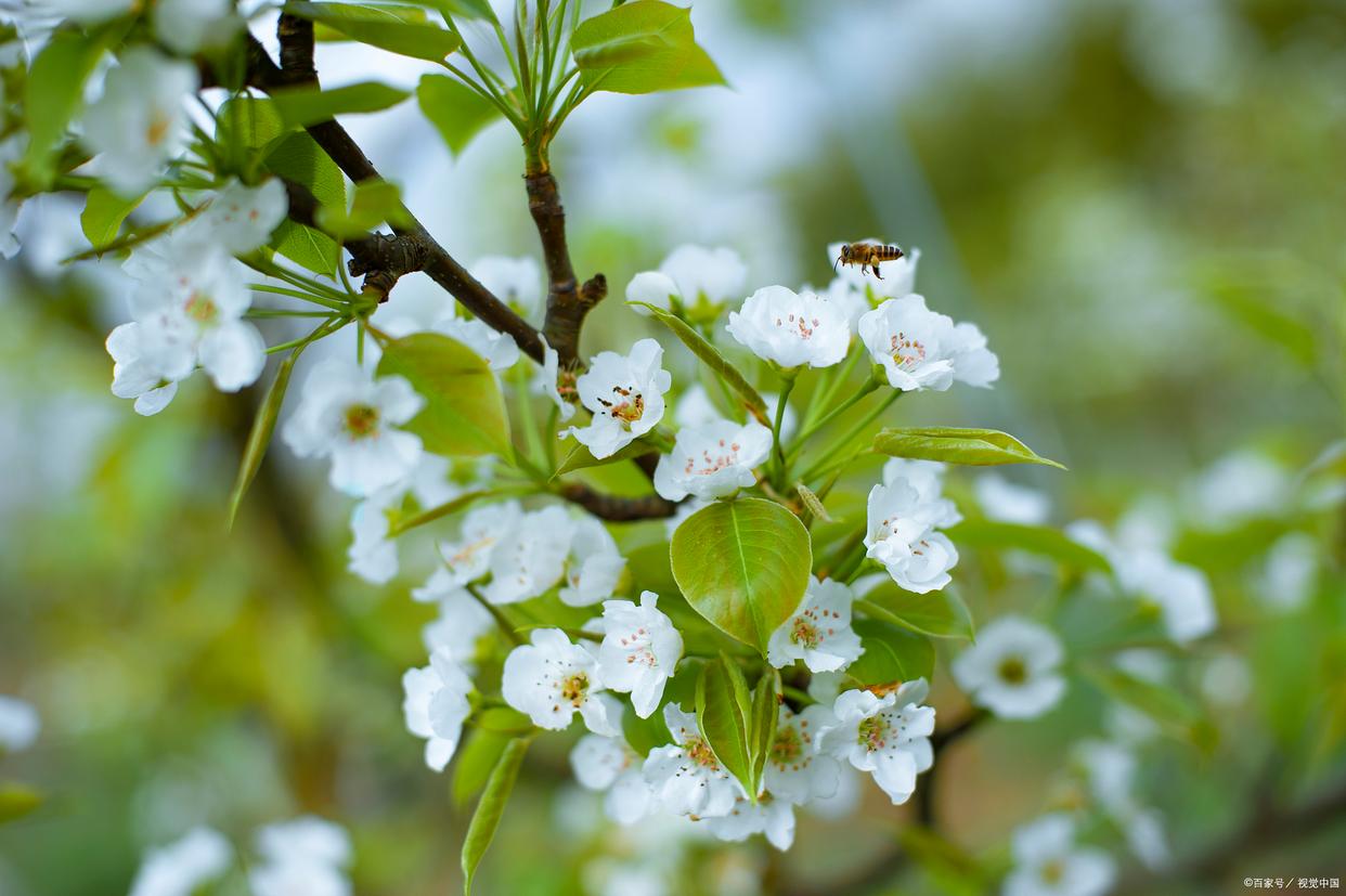 赞美梨花的诗词名句（梨花开时春带雨，梨花落时春入泥）