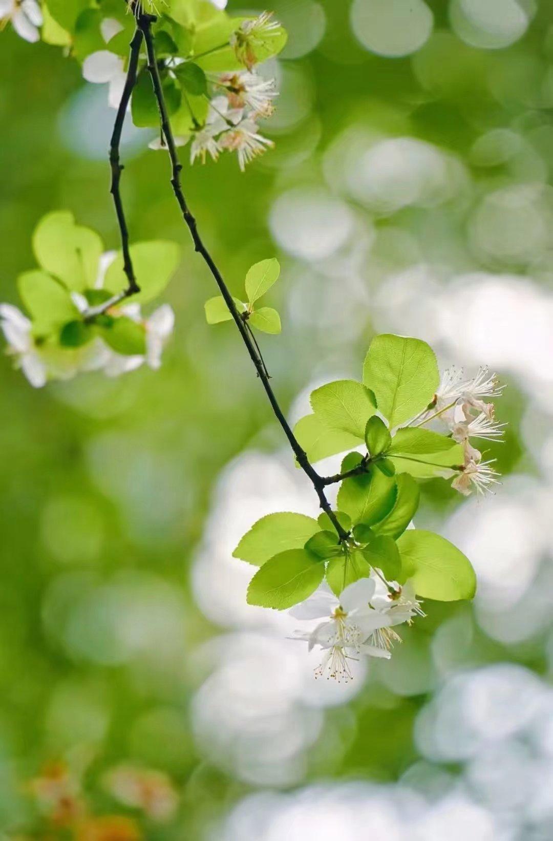 赞美梨花的诗词名句（梨花开时春带雨，梨花落时春入泥）